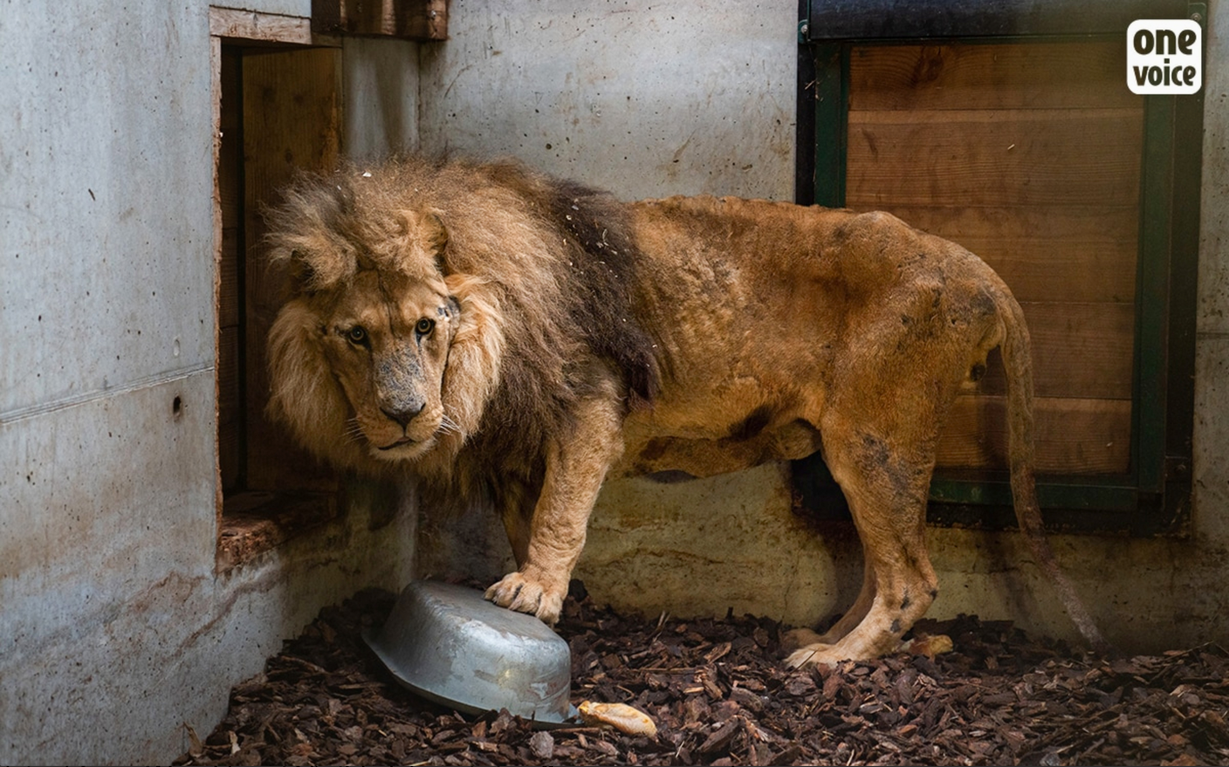 f-eed-from-their-captivity-in-a-circus-the-lions-have-been-released-into-the-safety-of-a-nature